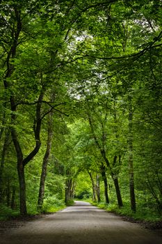 Dirt road in the green fresh summer forest.