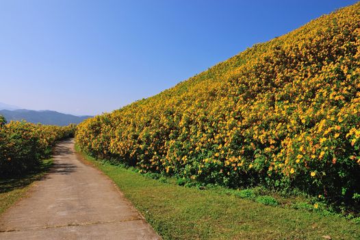 Tung Bua Tong Mexican sunflower under blue sky in Maehongson, Thailand