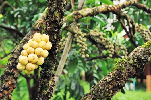 Fresh Lansat in Thailand







Northern Lansat Thailand