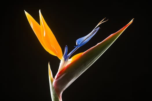 Strelitzia