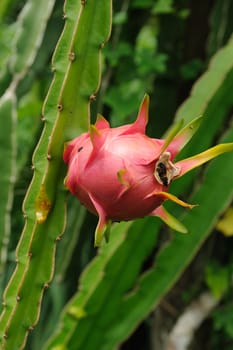 dragon fruit in Thailand