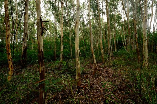 Plantation of Eucalyptus tree for paper industry