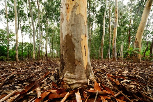 Plantation of Eucalyptus tree for paper industry