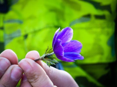 Close up view of a purple daisy with two hands to hold it.