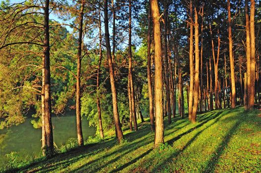 Light aircraft, Pang Ung Forestry Plantations, Maehongson Province, North of Thailand