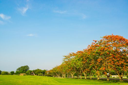 row of flame tree on grass field landscape