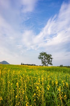 grass field on the mountain and clear sky