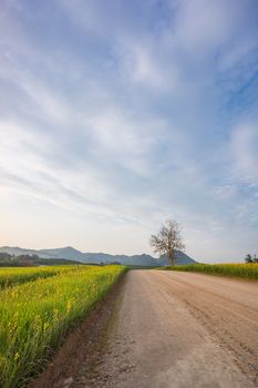 grass field on the mountain and clear sky