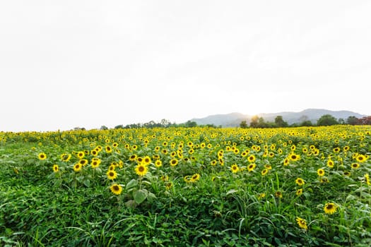sunflower field on the mountain,natural light