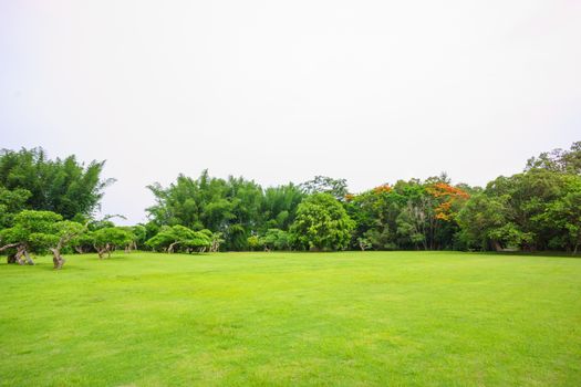 clean grass field in gargen