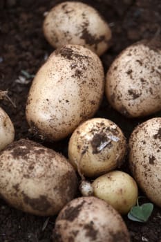 fresh potatoes that just harvested from the farm