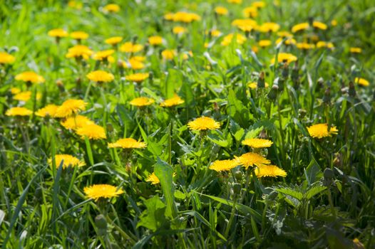 yellow dandelions on the lawn in summer