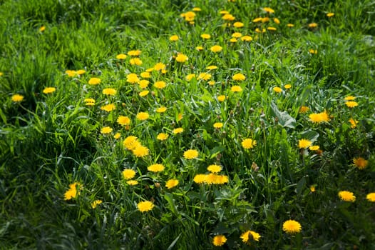 yellow dandelions on the lawn in summer