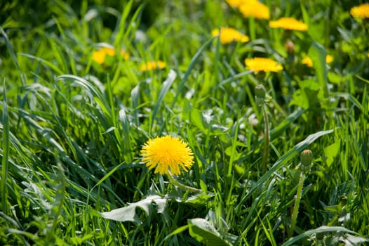 yellow dandelions on the lawn in summer