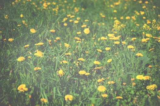 yellow dandelions on the lawn in summer