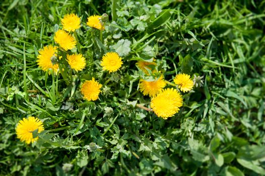 yellow dandelions on the lawn in summer