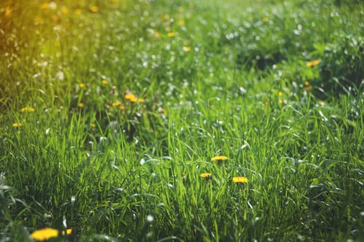 yellow dandelions on the lawn in summer