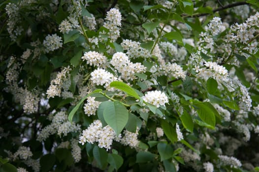 green branches of flowering bird cherry trees in spring