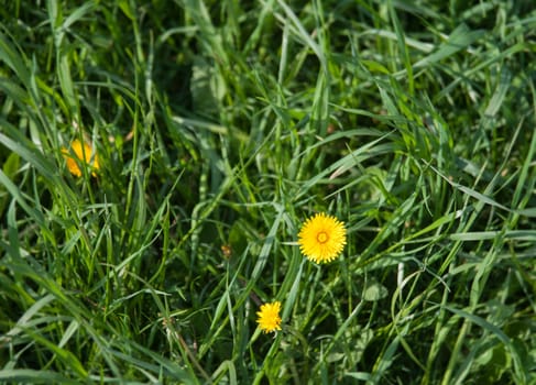 yellow dandelions on the lawn in summer