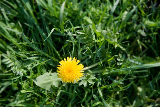 yellow dandelions on the lawn in summer