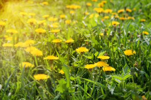 yellow dandelions on the lawn in summer