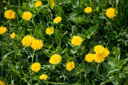 yellow dandelions on the lawn in summer