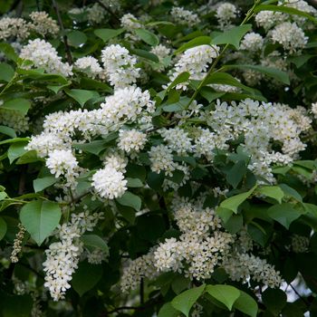 green branches of flowering bird cherry trees in spring