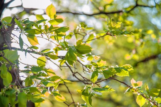 young green branches against the sky with bokeh