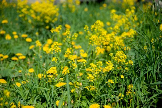 yellow flowers on a green lawn in summer