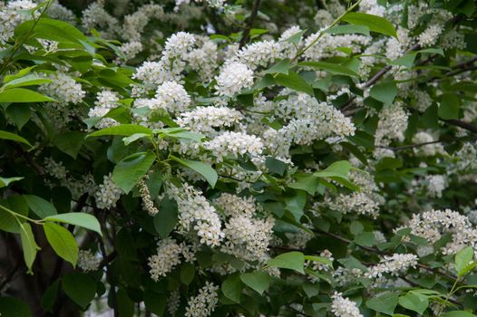 green branches of flowering bird cherry trees in spring