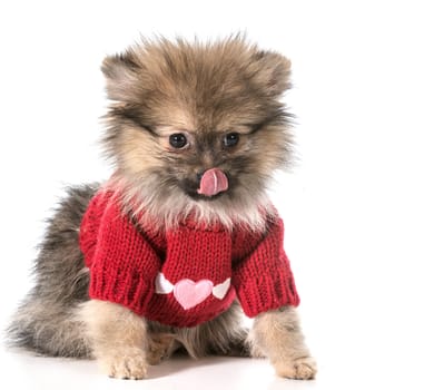 pomeranian wearing red sweater with hearts