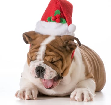 english bulldog puppy wearing christmas hat