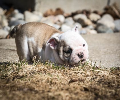 english bulldog puppy playing outside in the grass