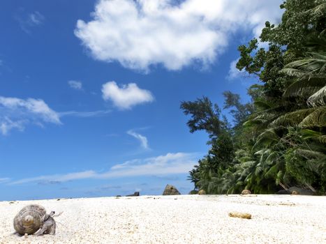 hermit crab crawling on sandy beach , Silhouette island, Seychelles