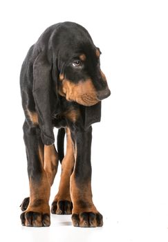 cute puppy - black and tan coonhound standing on white background