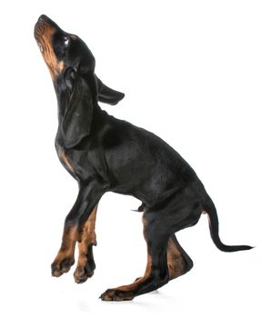 dog jumping - black and tan coonhound puppy on white background