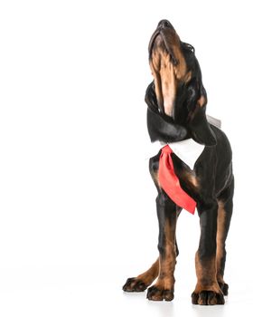 male black and tan coonhound wearing shirt and tie on white background