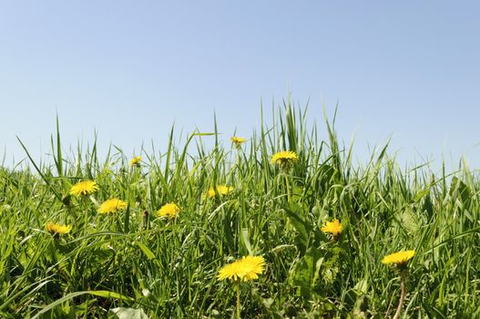 Flowering yellow dandelions in green grass on blue sky background