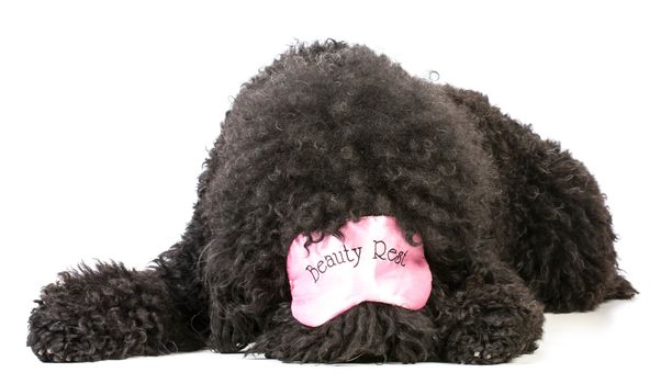 dog tired - barbet wearing pink sleep mask that say beauty rest
