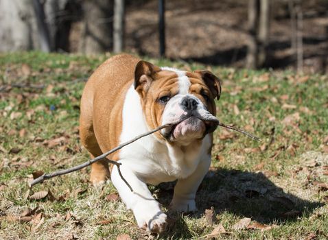 english bulldog carrying a stick outside in the spring