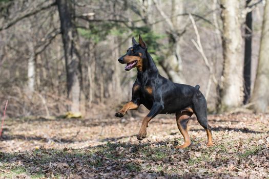 doberman pinscher running in the woods