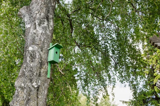 Green bird house nesting-box hang on old birch tree trunk and branches move in wind.