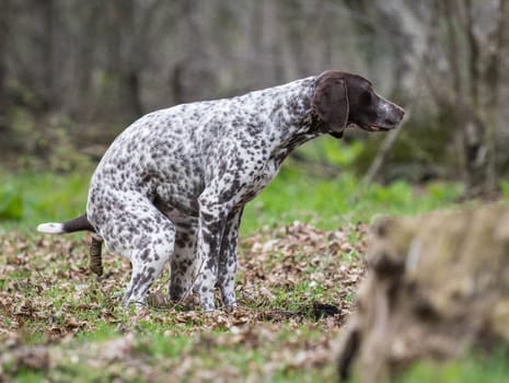 dog pooping outside in the woods or park
