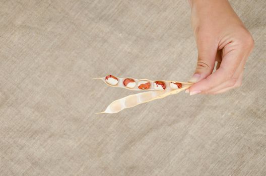 female hand hold small open pod with brown white beans on linen texture