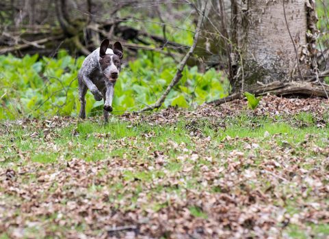 german shorthaired pointer running in the woods