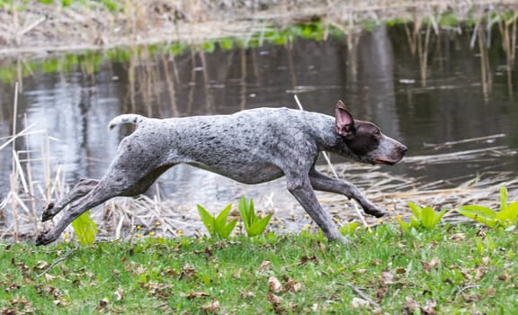 german shorthaired pointer running by the edge of a pond