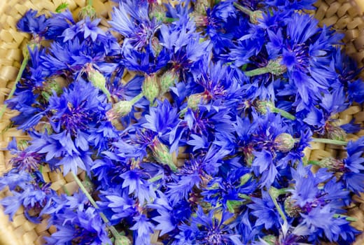 fresh picked blue cornflower blossom background