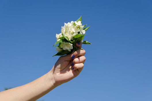 jasmine flower bouquet in woman hand on blue sky background