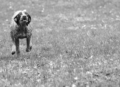 german shorthaired pointer running in the grass