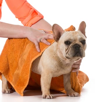 drying french bulldog off with a towel after bath